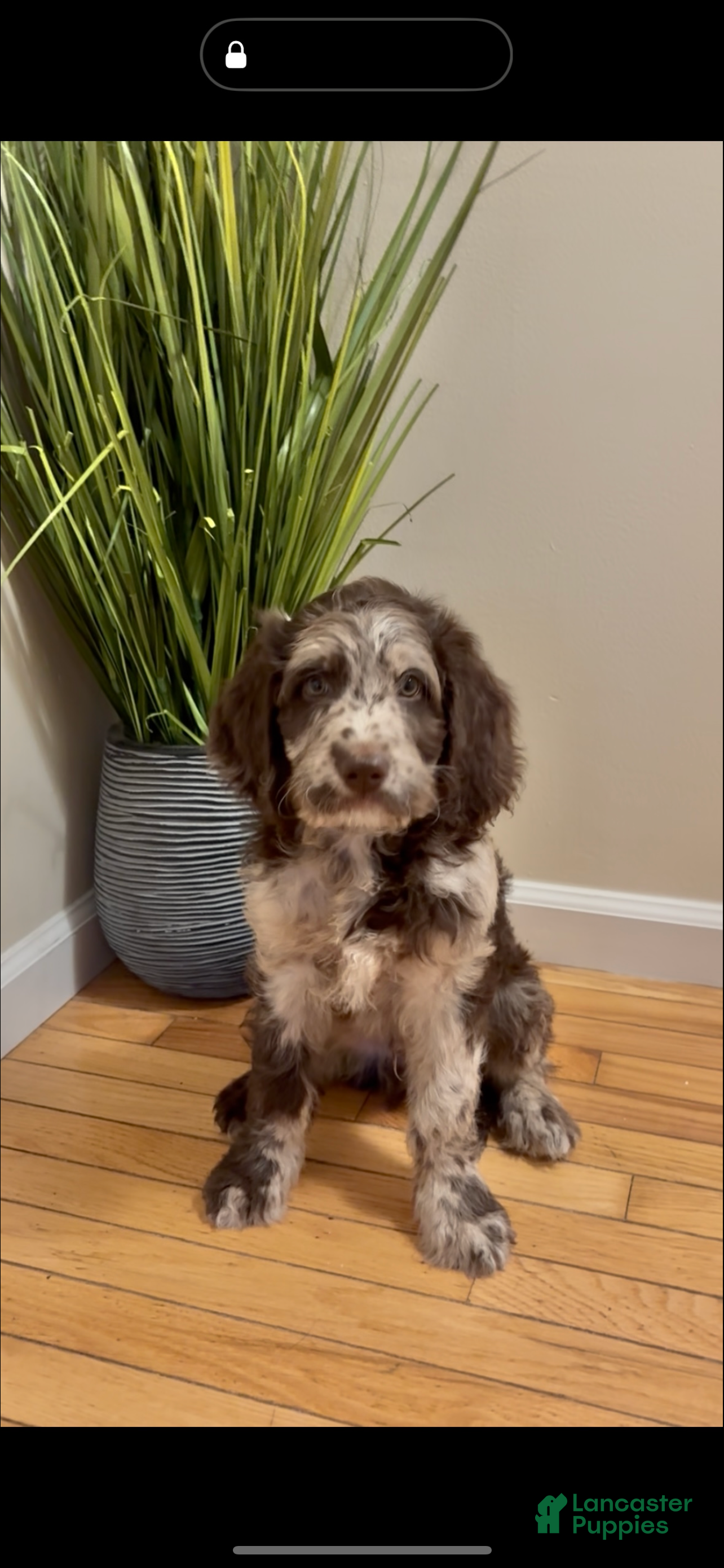 Double Doodle dogs Mustachio - Ad 12