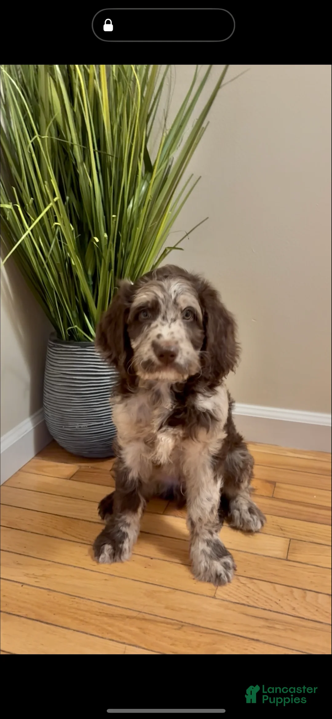 Double Doodle dogs for sale: Mustachio - Ad 1