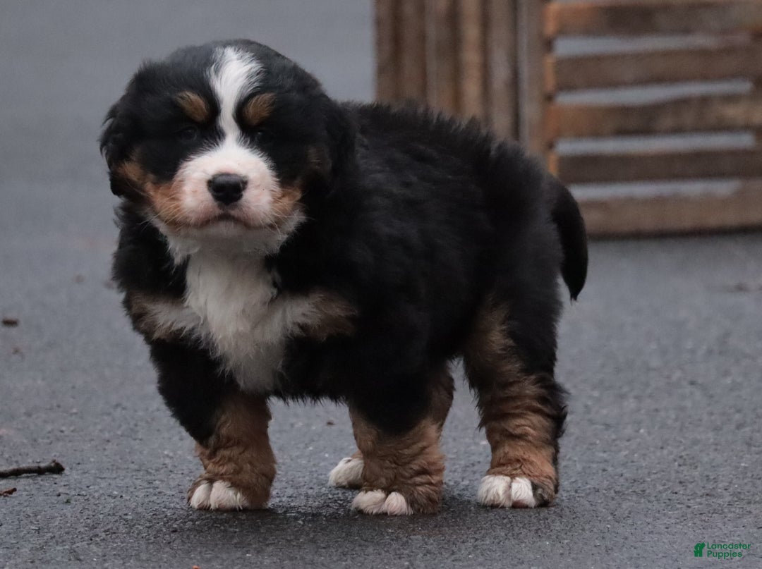 Bernese Mountain Dog dogs for sale: Bernese Mountain Dog Puppy 1 - Ad 2