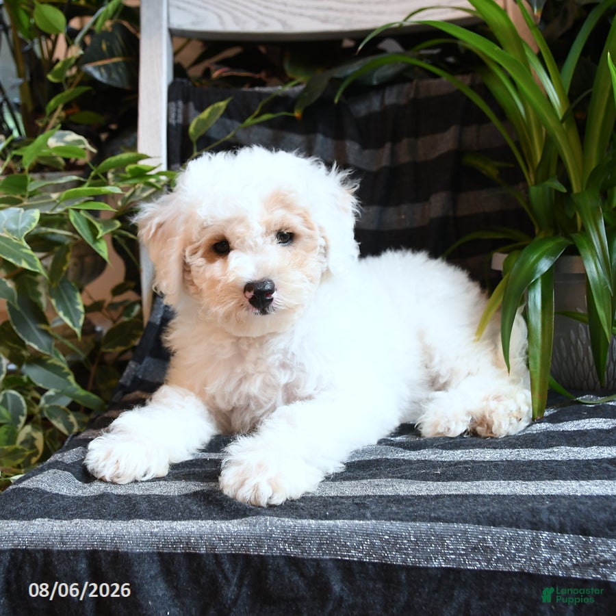 Bichpoo dogs Birdie - Ad 2
