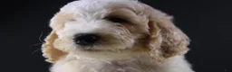 Standard Poodle dogs for sale: Waylon J - Ad 5