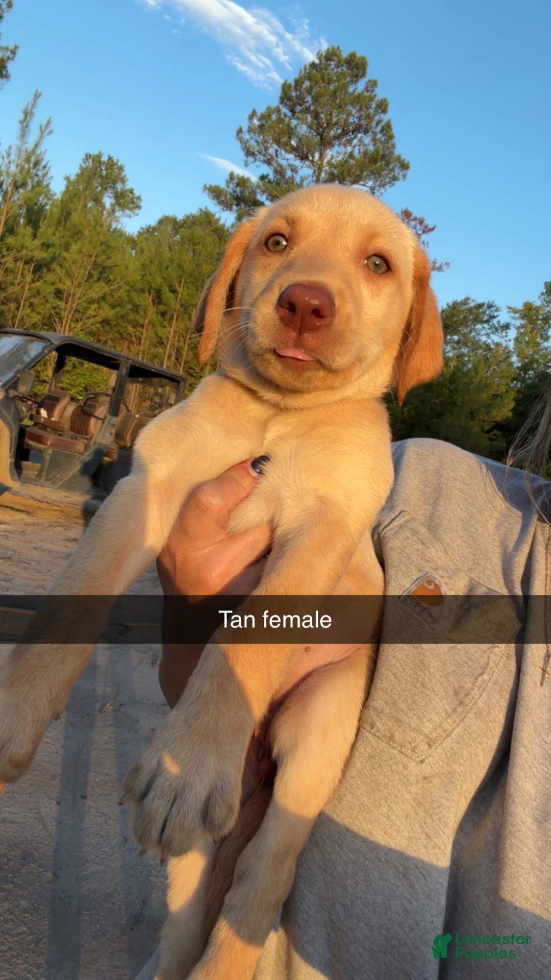 Labrador Retriever dogs for sale: Tan Female - Ad 2