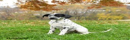 Dalmatian dogs for sale: Noland  - Ad 3