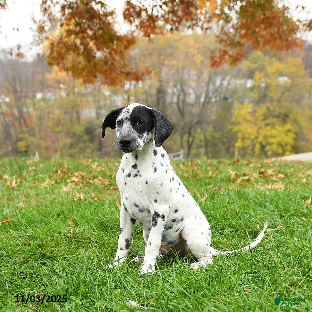 Dalmatian dogs for sale: Noland  - Ad 3