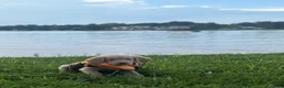 Labrador Retriever dogs for sale: Labrador Retriever 5 - Ad 9