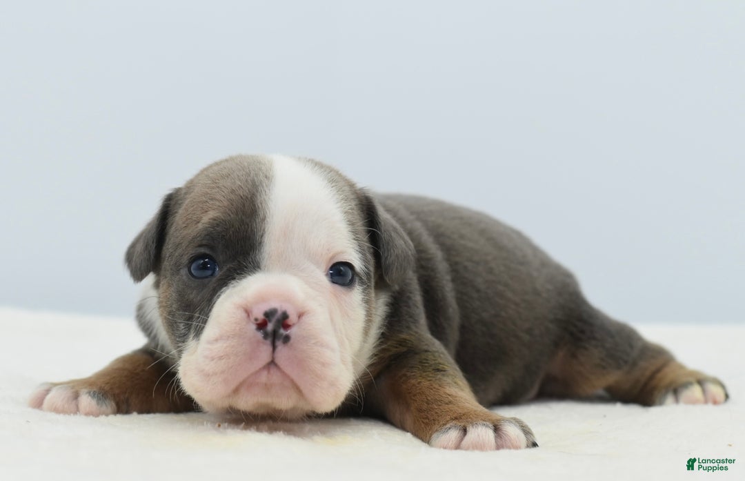 Mixed Breed dogs for sale: Duke mini bulldog  - Ad 6