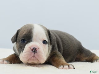 Mixed Breed dogs Duke mini bulldog - Ad 4
