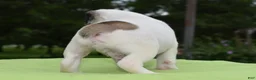 Mixed Breed dogs for sale: Milo f1b Frenchton hybrid  - Ad 14