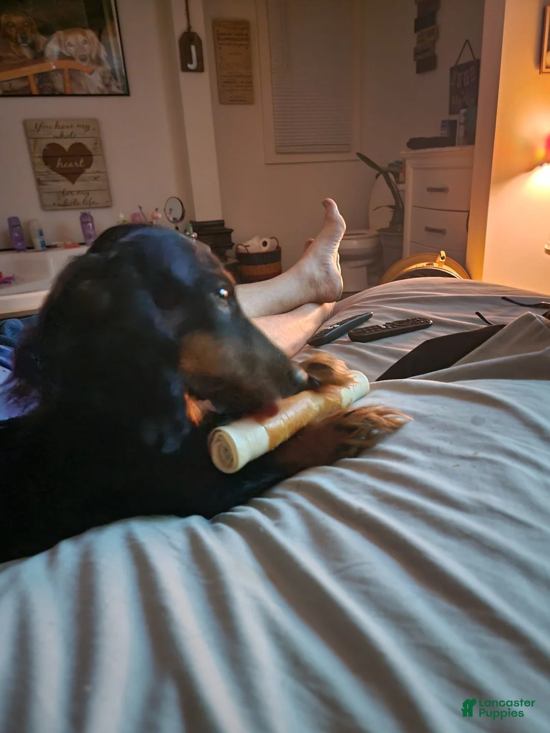 Miniature Dachshund dogs for sale: Miniature Dachshund Puppy 1 - Ad 2