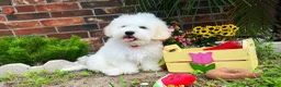 Maltipoo dogs for sale: Mozart - Ad 1