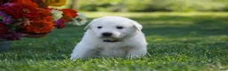 Great Pyrenees dogs for sale: AKC Orion - Ad 5