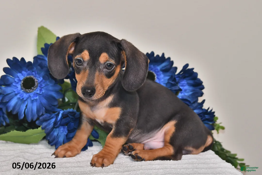 Miniature Dachshund dogs for sale: Jackson - Ad 2