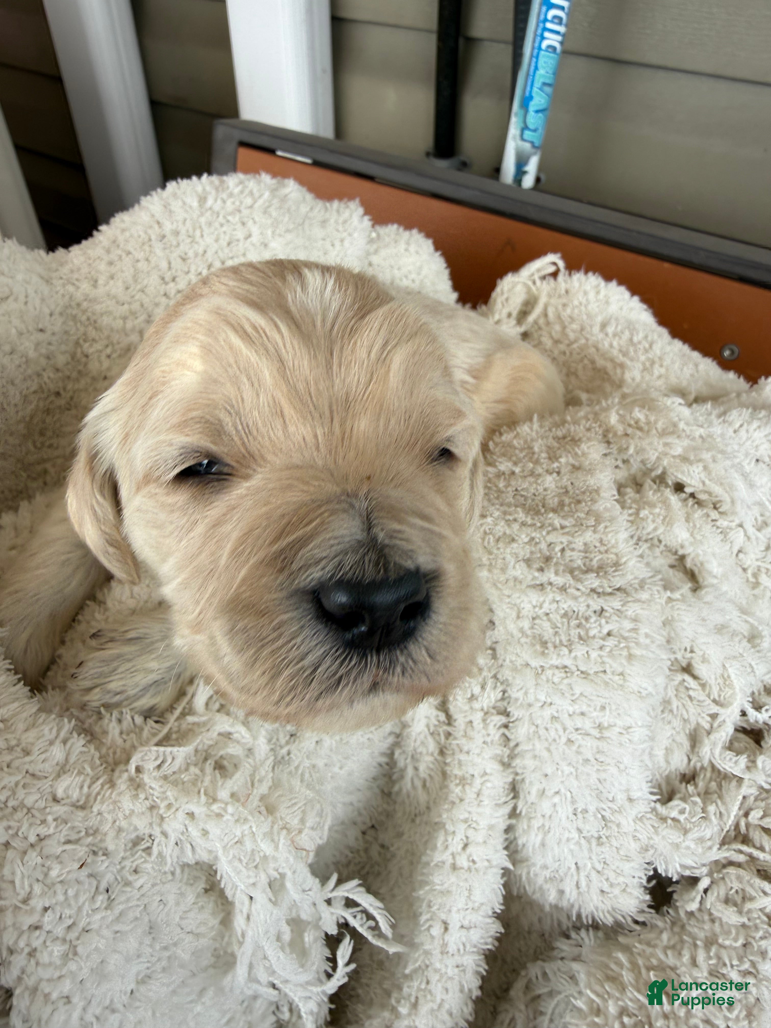 Goldendoodle dogs Cloud  - Ad 34