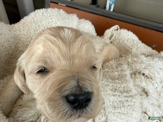 Goldendoodle dogs Cloud - Ad 34