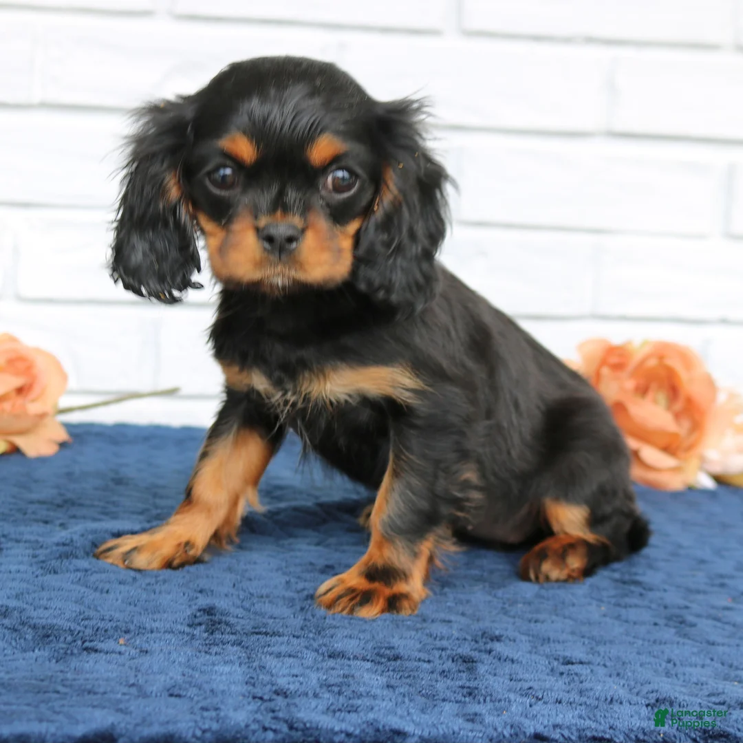 Cavapoo dogs for sale: Daisy  - Ad 1