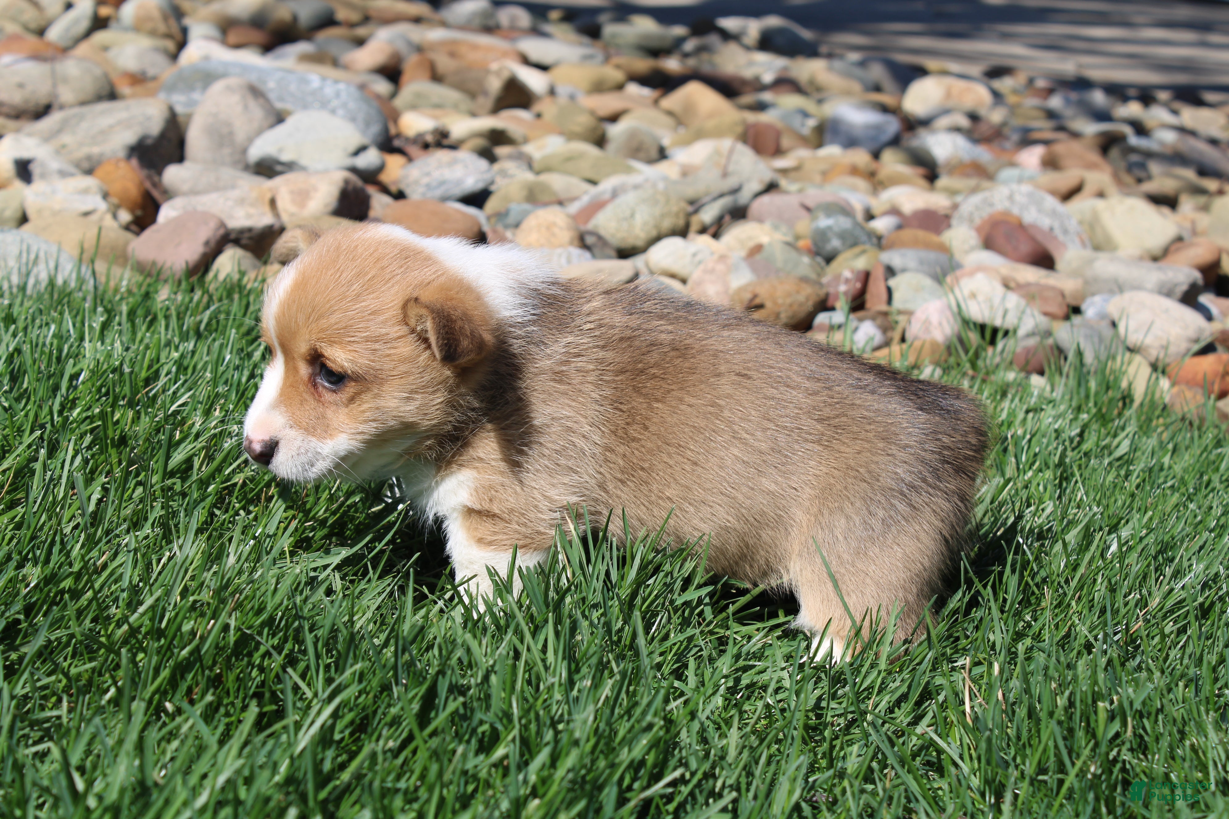 Welsh Corgi Pembroke dogs Piper - Ad 2
