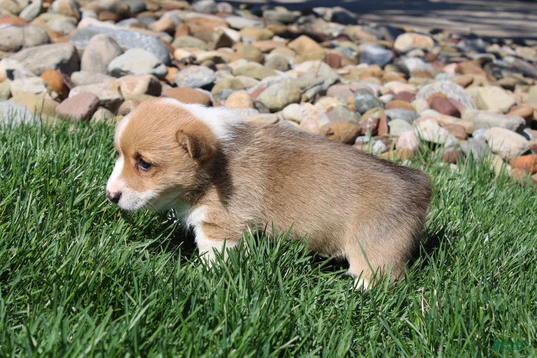 Welsh Corgi Pembroke dogs for sale: Piper - Ad 2