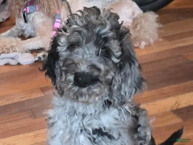 Standard Poodle dogs Black Tail - Ad 1