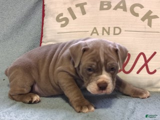 Olde English Bulldogge dogs - Ad 4