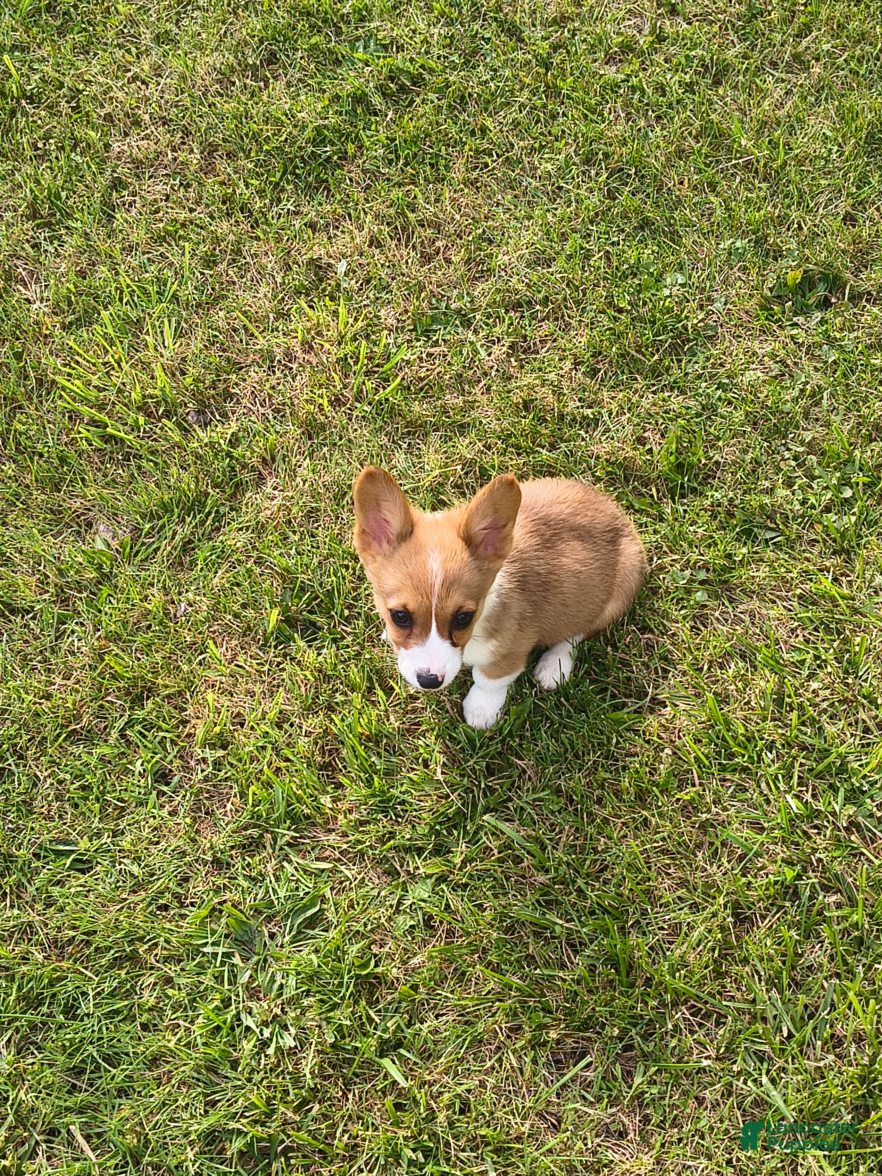 Welsh Corgi Pembroke dogs Welsh Corgi Pembroke Puppy 5 - Ad 35