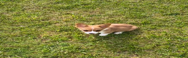 Welsh Corgi Pembroke Puppy 5