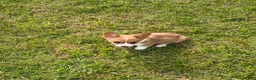 Welsh Corgi Pembroke dogs for sale: Welsh Corgi Pembroke Puppy 5 - Ad 1