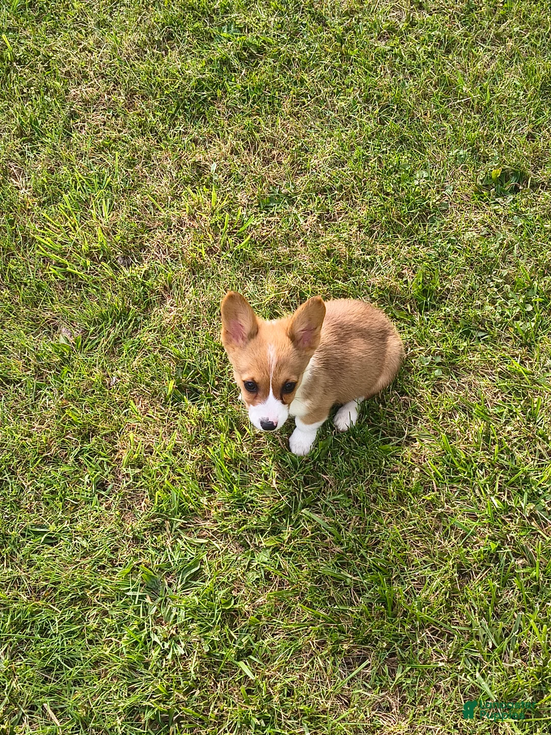 Welsh Corgi Pembroke dogs for sale: Welsh Corgi Pembroke Puppy 5 - Ad 1