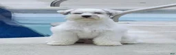 Miniature Schnauzer dogs for sale: Blanca - Ad 7