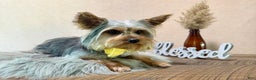 Yorkshire Terrier dogs for sale: Zion - Ad 3