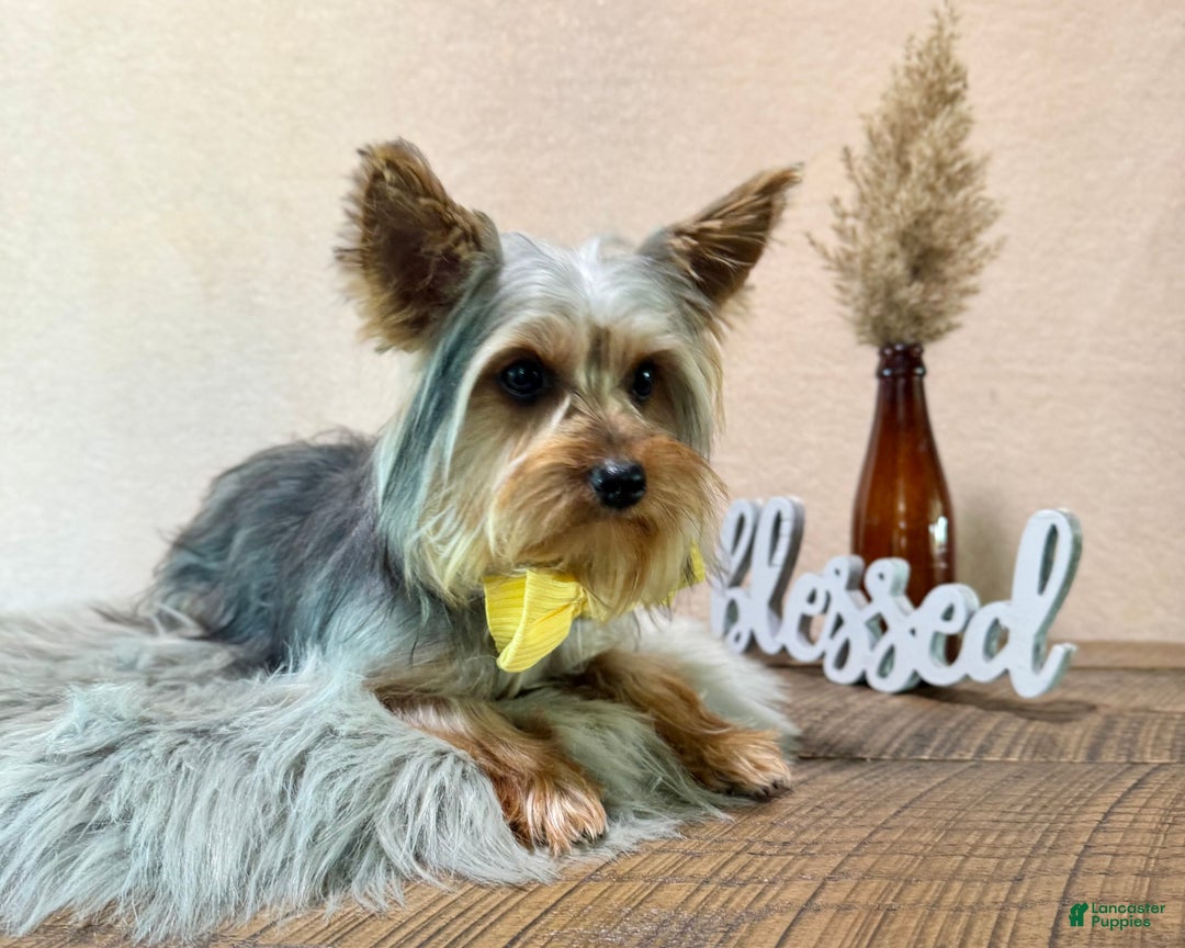 Yorkshire Terrier dogs for sale: Zion - Ad 3