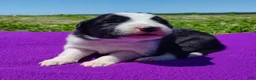 Border Collie dogs for sale: Piper - Ad 4