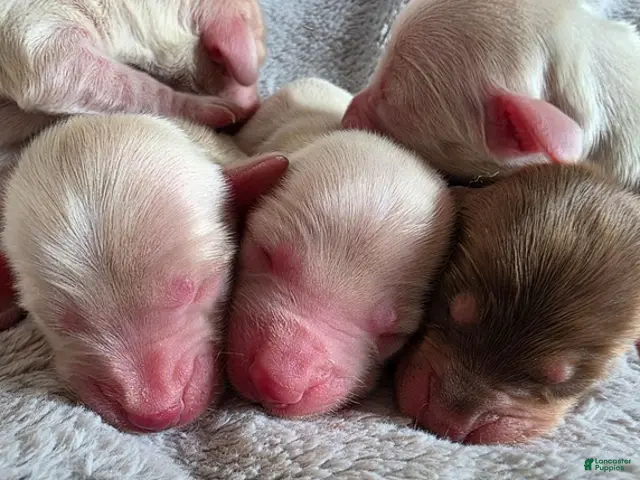 Dachshund dogs for sale: Baby boy Red heart - Ad 2