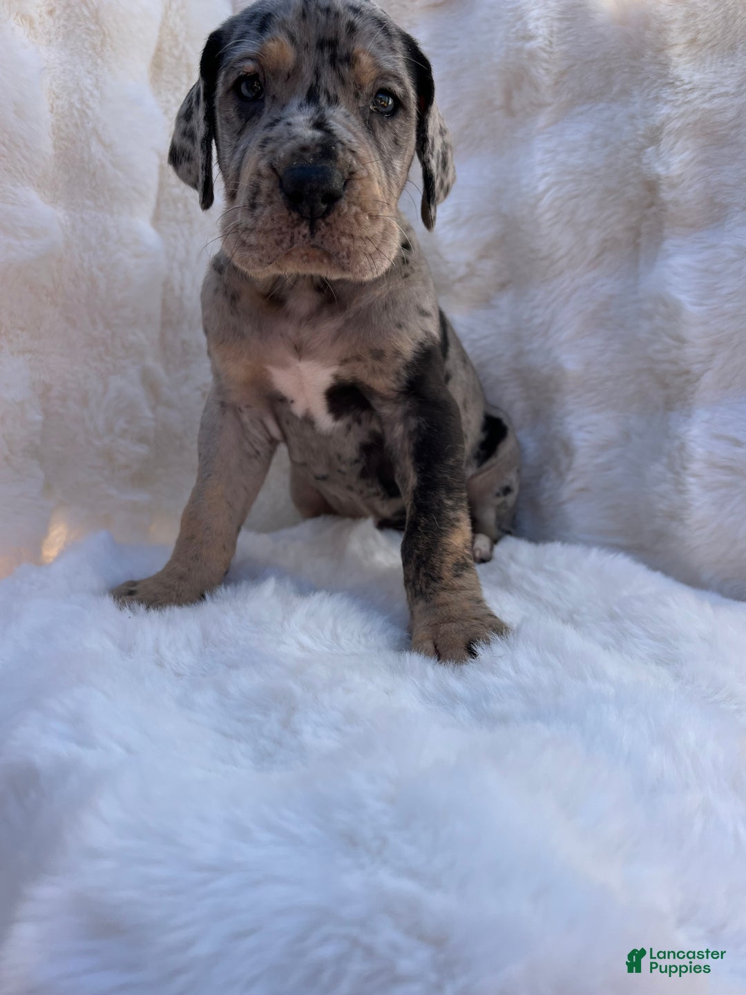 Great Dane dogs for sale: Giant  - Ad 1