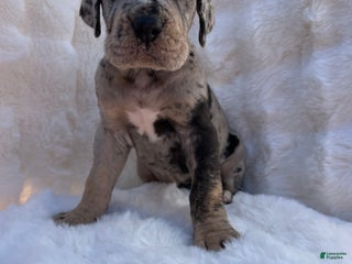 Great Dane dogs Giant - Ad 10