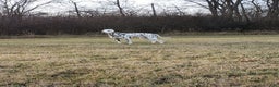 Dalmatian dogs for stud: AKC Registered Stud - Ad 1