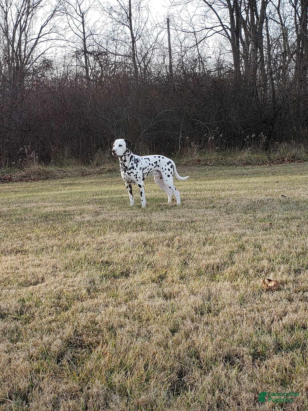 Dalmatian dogs for stud: AKC Registered Stud - Ad 1