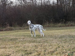 Dalmatian dogs for stud: AKC Registered Stud - Ad 1