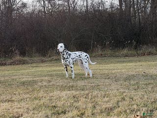 Dalmatian dogs AKC Registered Stud - Ad 1