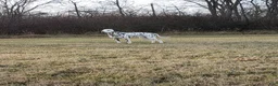 Dalmatian dogs for stud: AKC Registered Stud - Ad 1