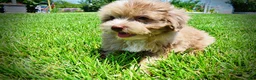 Havapoo dogs for sale: Eartha - Ad 13