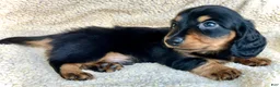 Miniature Dachshund dogs for sale: CHEESE CHEESE AND MORE CHEESE - Ad 8