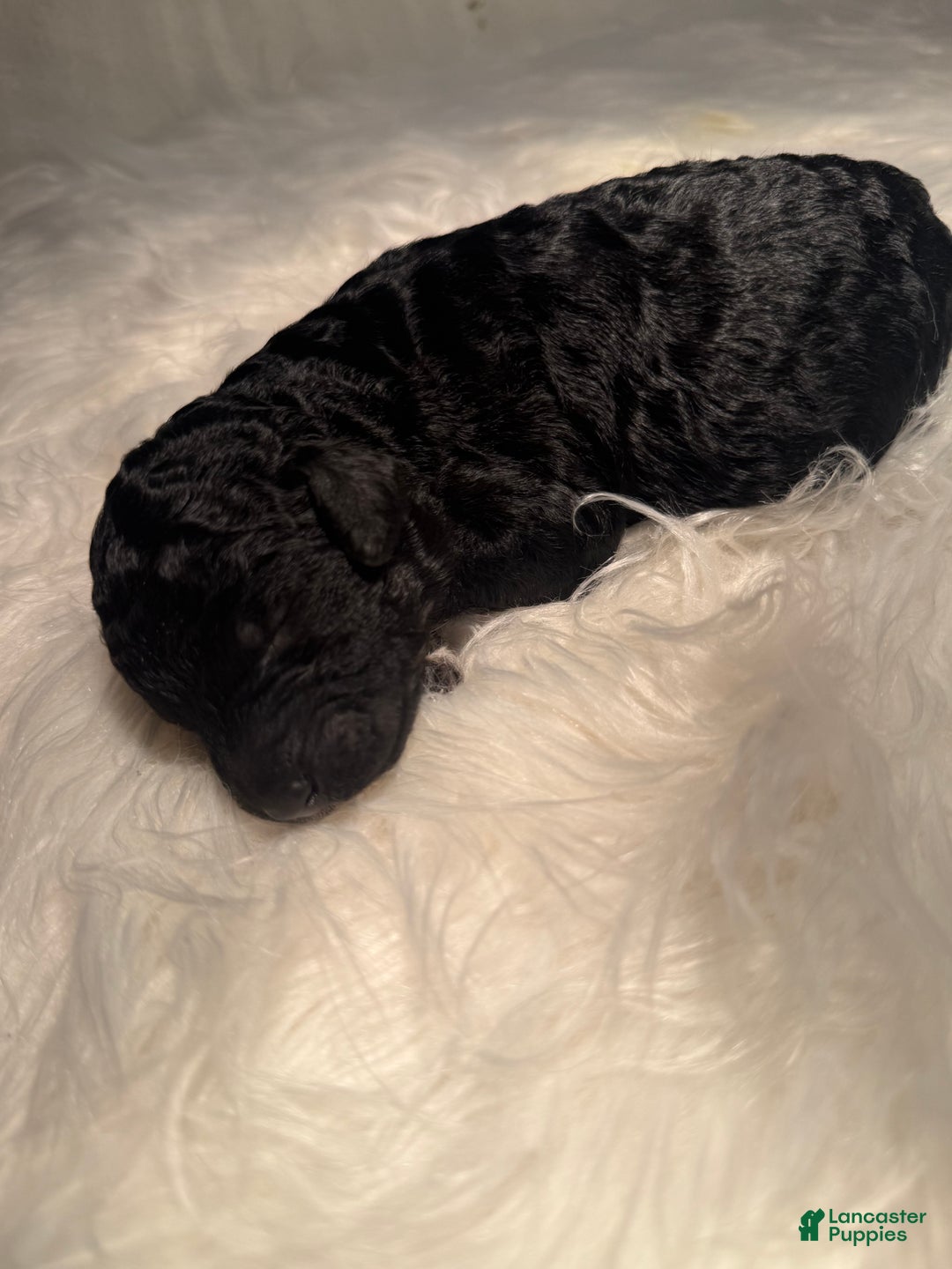 Standard Poodle dogs for sale: Standard Poodle Puppy 4 - Ad 8