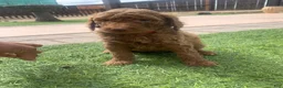 Standard Poodle dogs for sale: Standard Poodle 1 - Ad 4