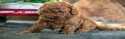 Miniature Poodle dogs for sale: Oakley - Ad 3