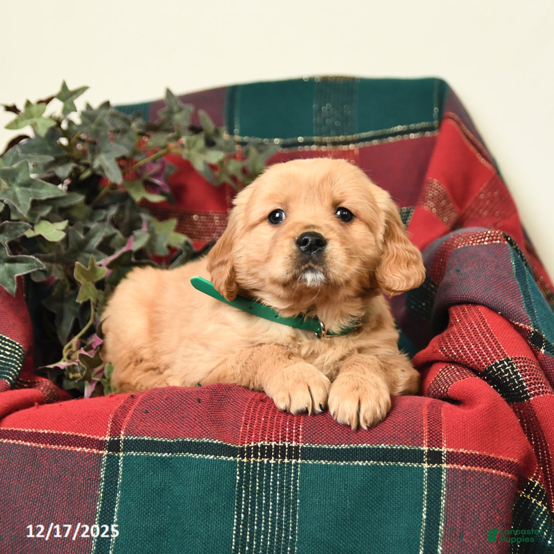 Miniature Golden Retriever dogs for sale: Bubbles - Ad 2