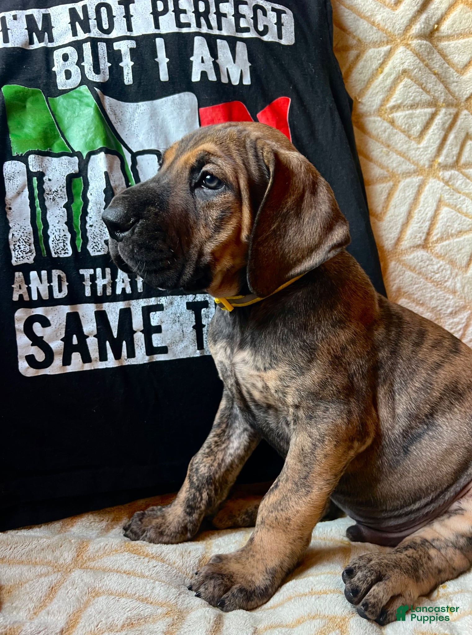 Great Dane dogs Luca - Ad 2