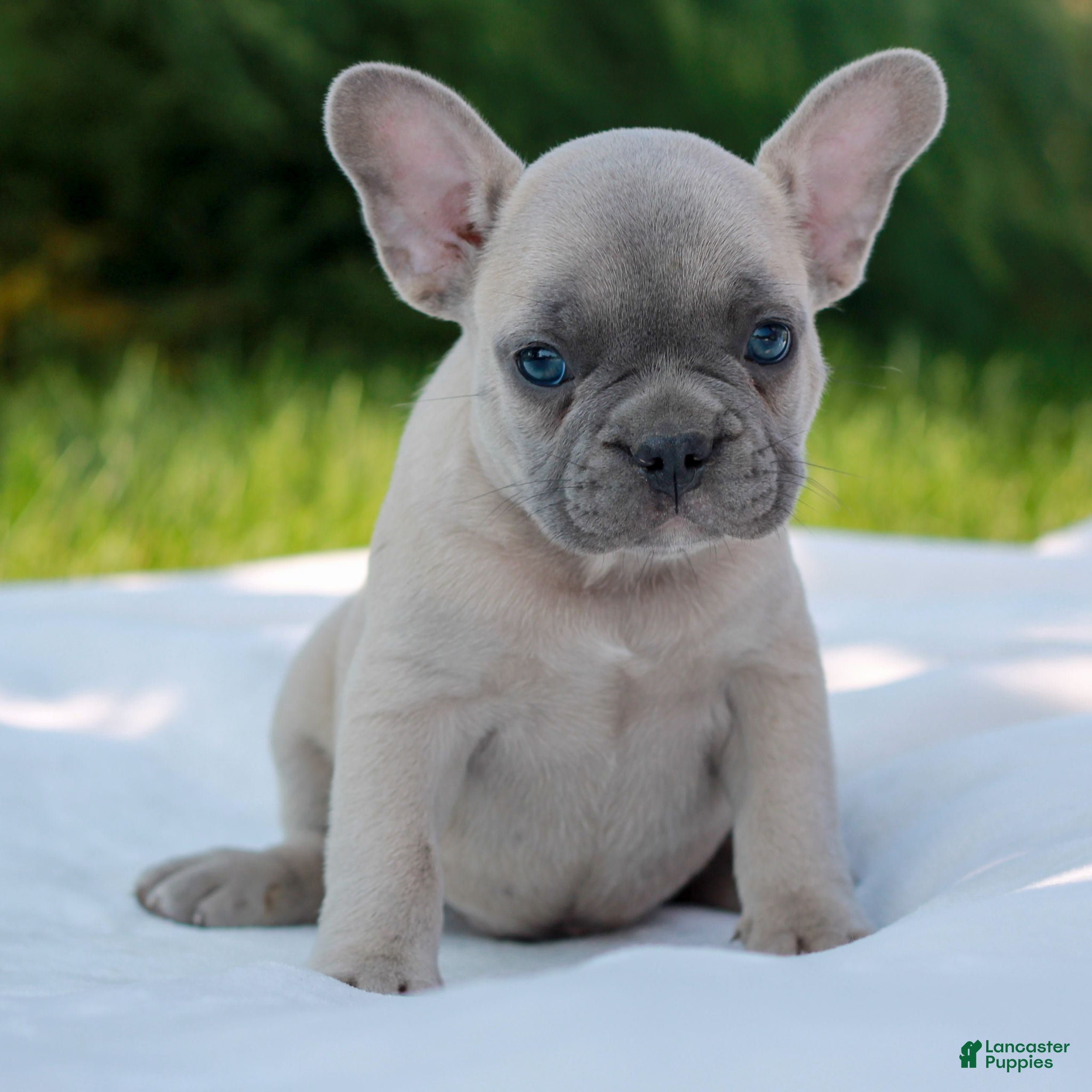 French Bulldog dogs Luke  - Ad 1