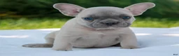 French Bulldog dogs for sale: Luke  - Ad 1