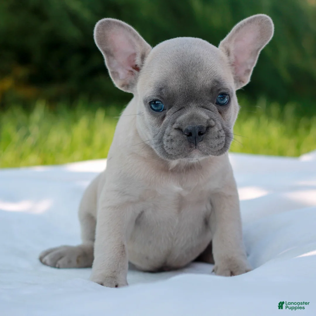 French Bulldog dogs for sale: Luke  - Ad 1