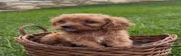 Cavapoo dogs for sale: Callie - Ad 3